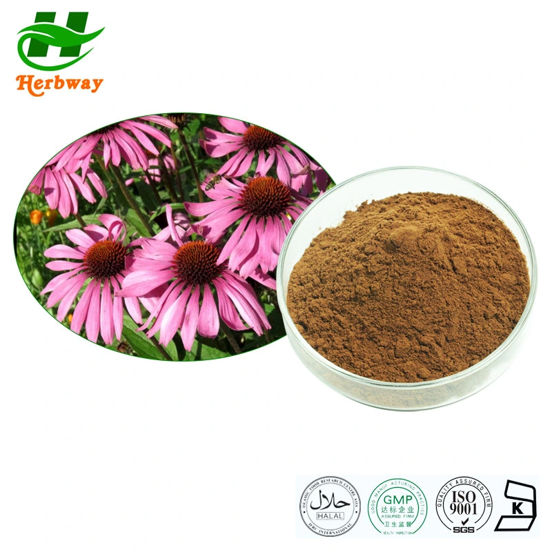 Herbway Factory Direct Sale 0.8% Echinacosides Natural Herbal Plant Extract Echinacea Purpurea Extract