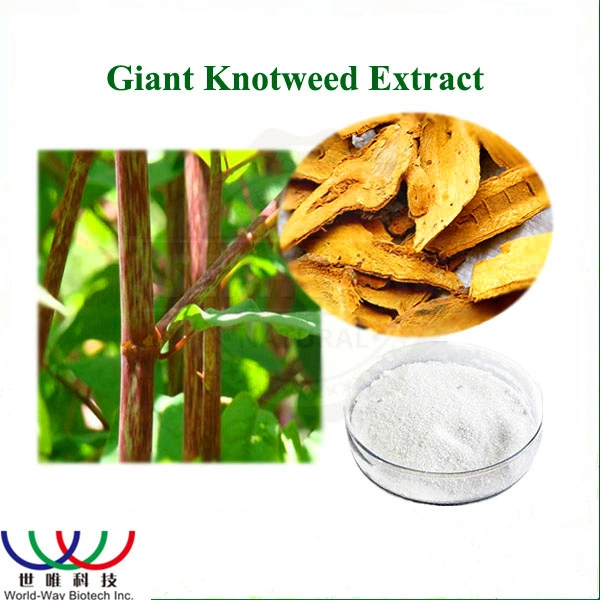 High Quality Raw Material Polygonum Cuspidatum Root Giant Knotweed Extract