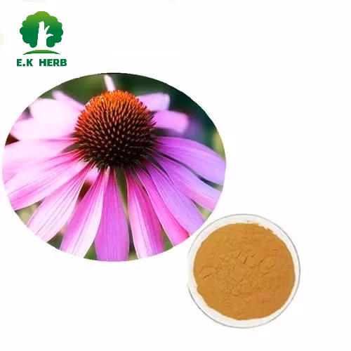 Pflanzenextraktpulver, Echinacea Purpurea, Chicorinsäure, Echinacea, Mariendistel, Silymarin, Artischockenblatt, Cynarin-Extrakt