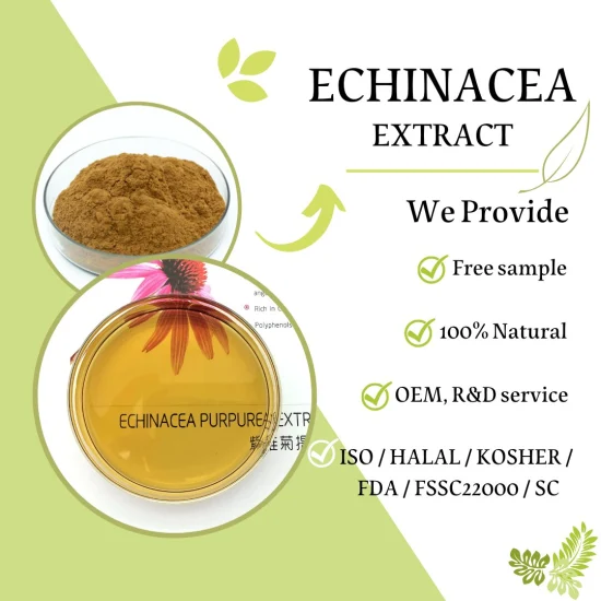 Beliebtes Pflanzenextraktpulver Echinacea Purpurea-Extrakt Pulver Echinacea-Extrakt